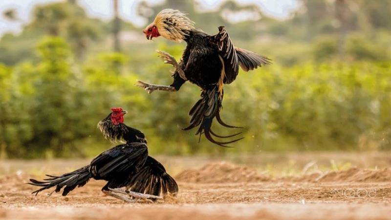 Sảnh Đá gà tại OK22 mới mẻ