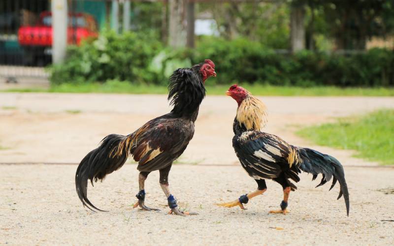 Chơi cược gà cựa sắt đơn giản