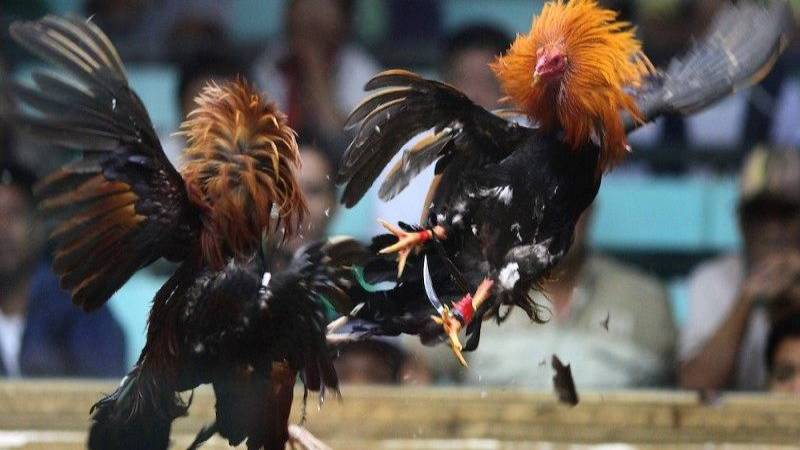 Có nhiều dòng gà đấu C1
