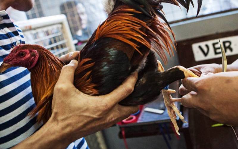 Có nhiều loại cựa sắt