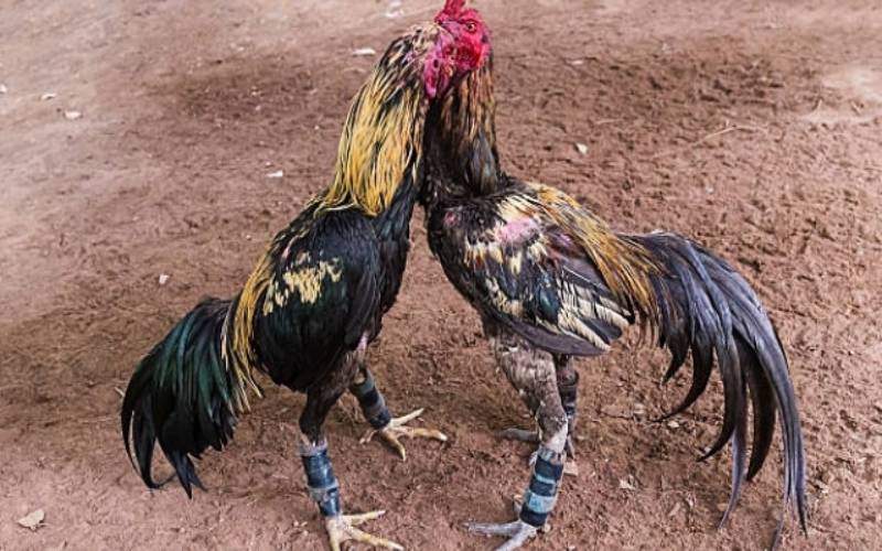 Đá gà cựa sắt là gì?