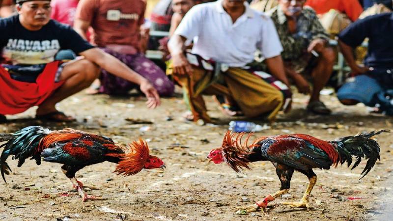 Đôi nét về đá gà Campuchia